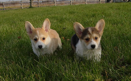 Pictures of dogs - Corgi dogs 5